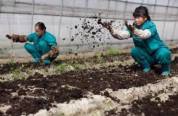 有機(jī)種植三要素:改土